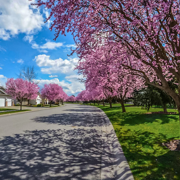 guide entretien printemps